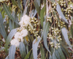 ���[�J���̉�