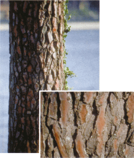 ���̎���