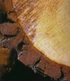 �t�����X�C�ݏ��̎���